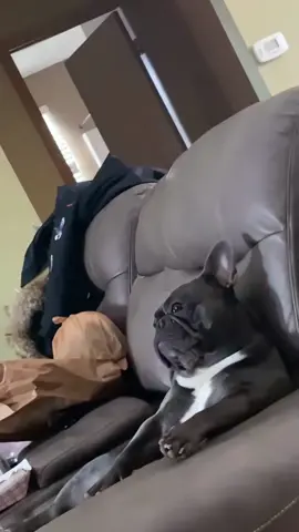 I’m the main character, duh🐕😎#dog#fouryoupage#funny#fypシ#pets#usaus#foryou