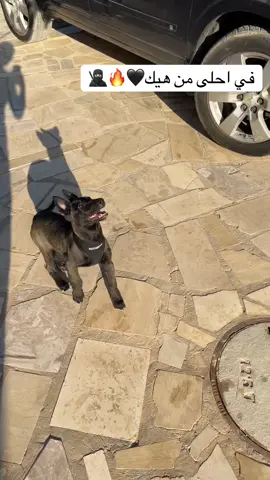 #كلاب_شرسة🐕💥 #كلاب #مالينوا 