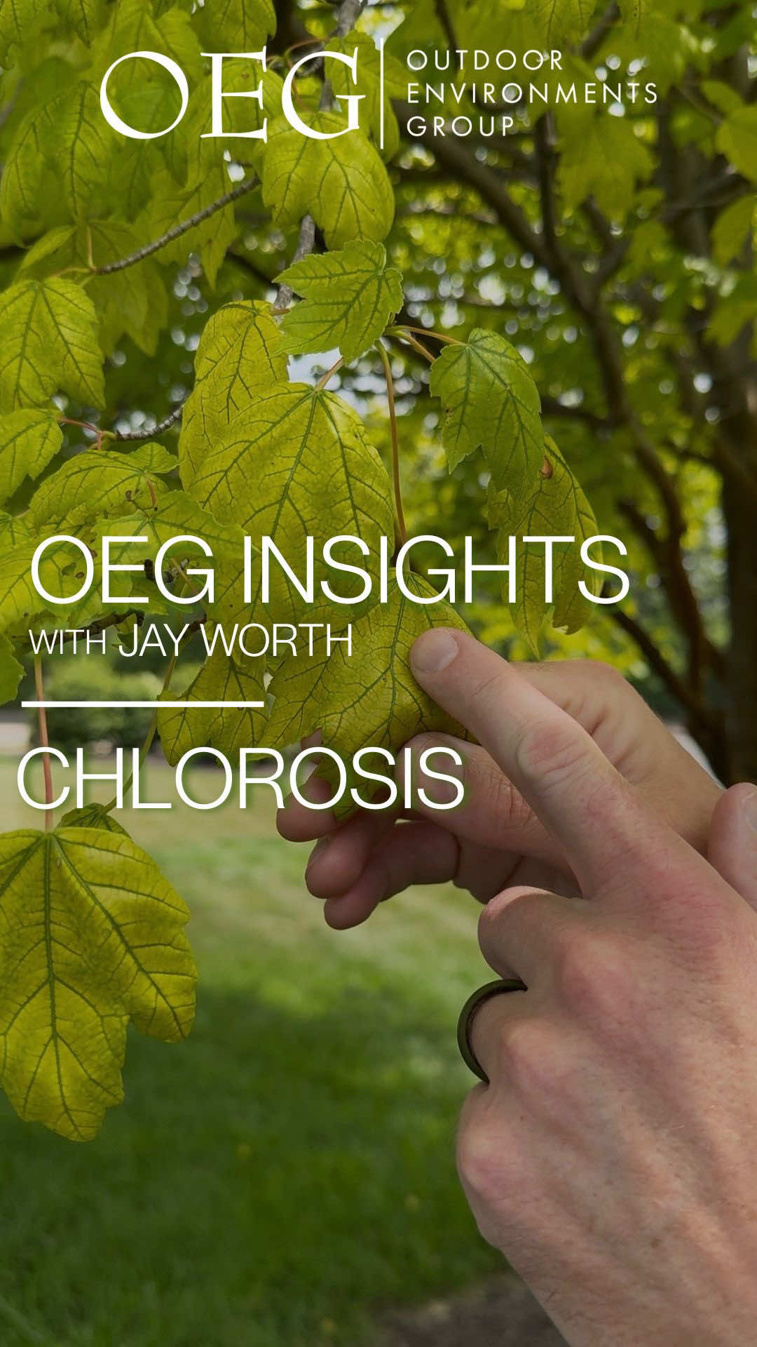 Not all greens are a sign of health. 🍃  Jay Worth, Director of Sales at OEG, breaks down a common issue we’re seeing in maple trees this time of year—and what it might mean for yours. At OEG, our work doesn’t end when the design is done. We’re here to help you care for your outdoor environments season after season. #OEGDifference #TreeCare #Chlorosis #MapleTrees #PlantHealthCare #PHC 
