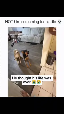 Funny and cute dogs compilation 👀 #funnydog #funnypet #cutedog #dogoftiktok #doglover #dog 