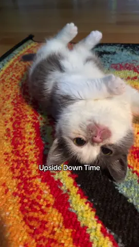 Had to hop on this trend, happy Monday !! #kermit #kermitthecat #kermiewormy #cats #catsoftiktok #kitten #dwarfcat 