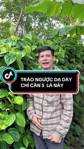 Lá trầu không  hợ trợ trào ngược dạ dày hiệu quả #leagueoflegends #onghoanvlog #viralvideo #suckhoe #xh 