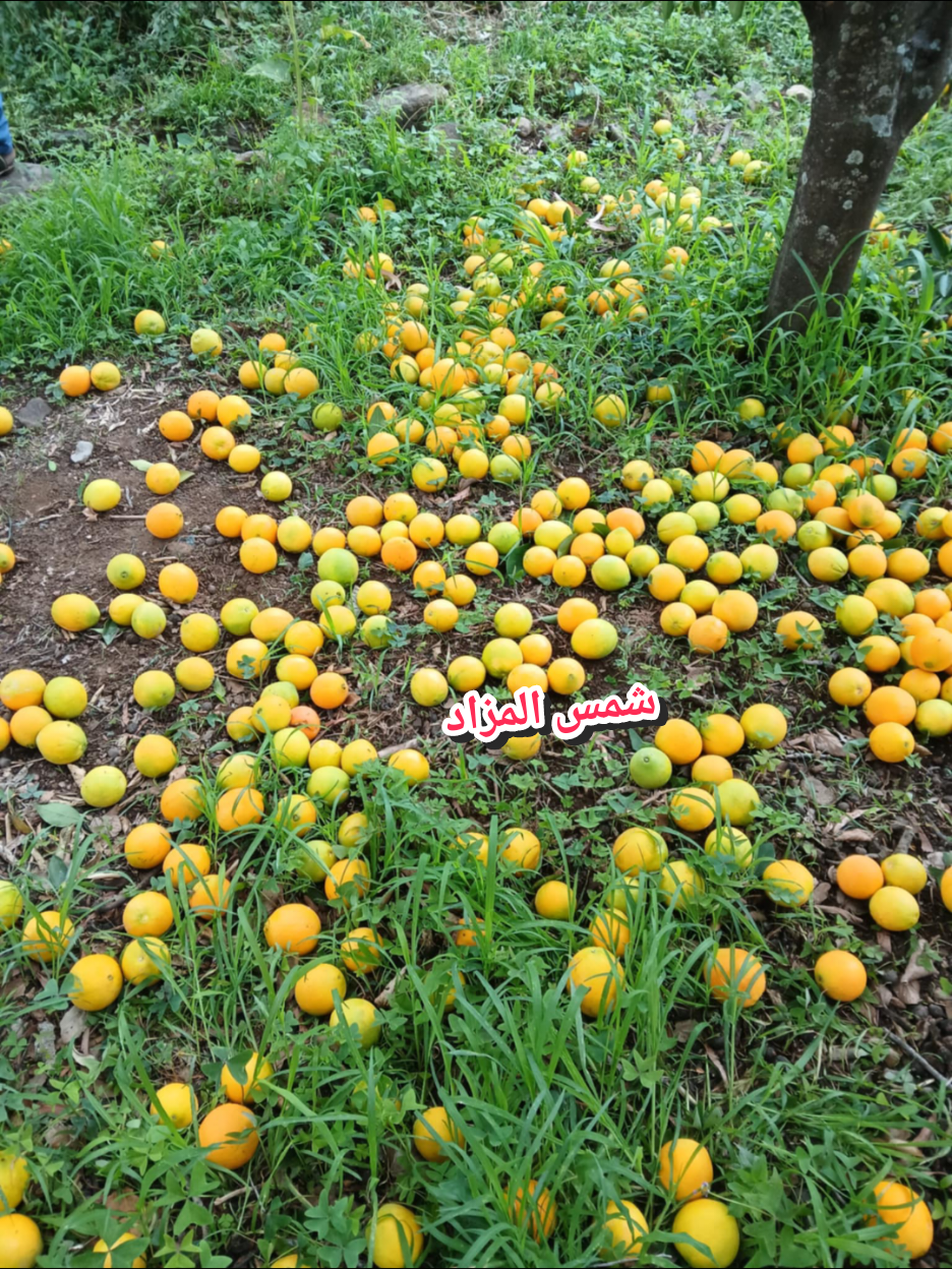 #سلام 👋من قلب الحدث جبل مرة #مناظر_طبيعيه جبل مرة #ريف #  #جبل مرة  طيبه السودان #الامارات_السعوديه_الكويت_البحرين_عمان#جنقو_مسامير_الأرض🇸🇩🇸🇸جنقوكالي#مناظر_طبيعيه جبل مرة #جبل مرة #ريف #🇸🇩 # |#السودان | #دارفور |#منطقة_جبل_مرة_السياحية | #جبل_مرة |#زالنجي_وسط_دارفور😍😍😍  #برتغال جبل مرة #فرنسا🇨🇵_بلجيكا🇧🇪_المانيا🇩🇪_اسبانيا🇪🇸#الحمدلله_دائماً_وابداً#مليون_مشاهدة❤🔥#الله 