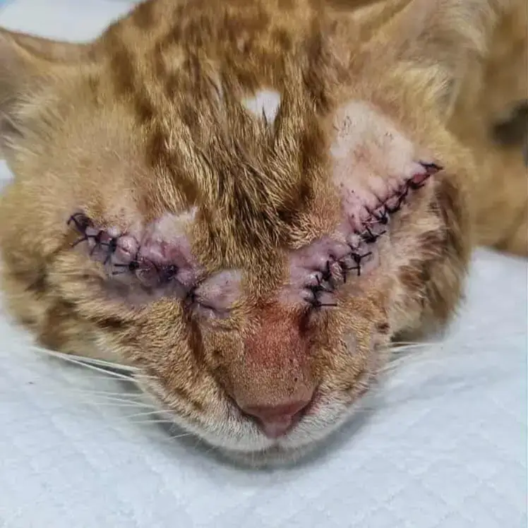 Meet Ginger. Ginger is looking for a very special foster and ultimately a furever home. Ginger was a street kitty in a colony in Abu Dhabi. His regular feeder noticed he had gone missing, 3 days later he reappeared and had horrific eye inflammation and flu. He was taken to the vets immediately but sadly his eyes were not able to be saved and he’s had both eyes removed. Ginger is still at the vets recovering from his surgery - he’s been castrated at the same time. He will be vaccinated once he has healed and will then be ready to fly to a home or happy to find a furever home in Dubai. He’s a very sweet boy, we are looking preferably for a foster with experience with a blind kitty. This poor guy just needs a quiet space to recover and learn to adapt to his new world. Preference is to keep him with one foster not to move him around as obviously he will need to map his way around. Please get in touch if you can help. He is currently in Abu Dhabi where it would be preferred to keep him due to check ups etc but Dubai is also workable if we can find a suitable foster. Gingers been through more than enough and just needs somewhere to call home rather than to stay in a vets cage. #blindkitty #adoptdontshop❤️ #adoptdontshop #dontshopadopt🐾❤️ #dontshopadopt #adoptarescue #catrescue #adoptastray #rescuecat #arabianmau #gingercat #blindcatsrock #blindcatsofinstagram #cat #catlover @dido1946