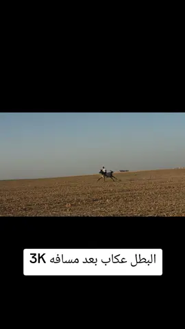#خيل_وخياله🐎 @مـتـ؏ـب الـخـ𓃗ـيل @رابطه فرسان زمار @بلال 🥰 