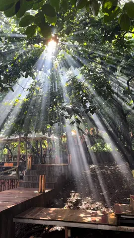 Một hôm trời đẹp săn ray sáng tại vườn. #persimmon #đàlạt #chill #cafe #mùahè 