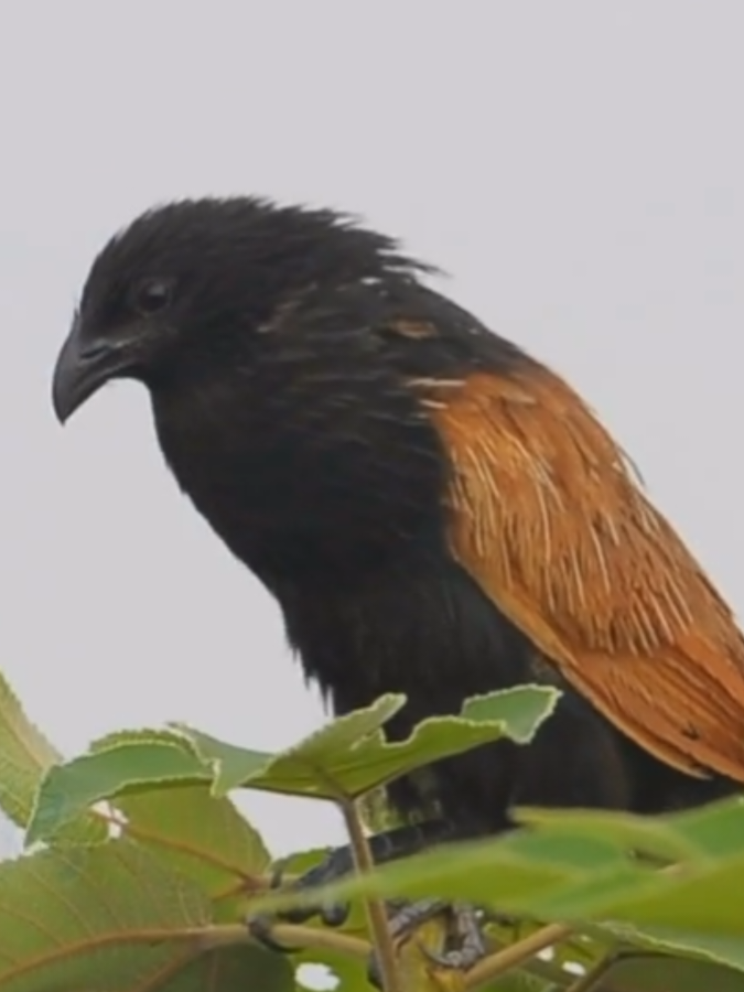 Bubut Alang ( Lesser Coucal ) #burung #bird #kicau #kicaumania #foryou #foryoupage #fyp 