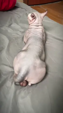 Beerus hài dón thấm dai 😂 #chubexamxit #beerus #mèo #trendingvideo 