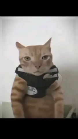 #CapCut#bakekok #bismillahfyp #fypシ #kucingakmal #memecat #cat #Meme 