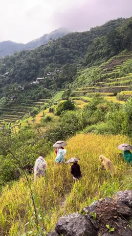 Respect to all farmers #farmers #riceterraces #batad #banaue #ifugao #philippines #fyp