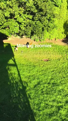 it's their favorite time of the day #sabine #keeva #dog #belgianmalinois #germanshepherd #zoom #zommies #goodmorning @Kayla 