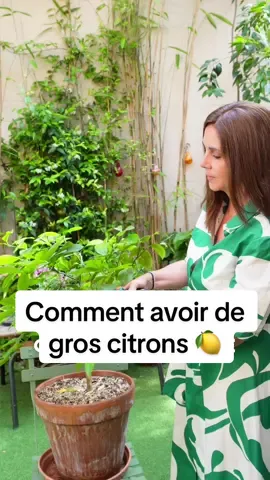 Comment faire pour avoir de plus gros controns sur mon citronnier ?  #astuce #citronnier #citron #pourtoi #pourtoii #carolinemunoz 