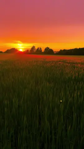 A sunset always rises, so can you #nature #easthetic #sunsetaesthetic #naturephotography #dreamy 