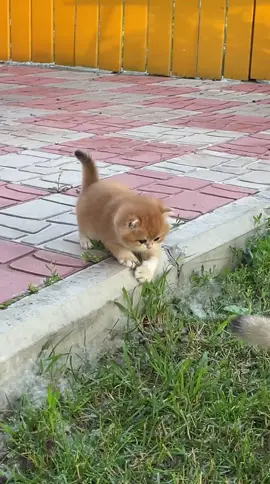 Малышка Ида)  В питомнике Версо есть свободные для резервирования котята. #catsoftiktok #verso 