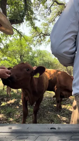 Just feeding cows #cows #cattle #ranch #ranching