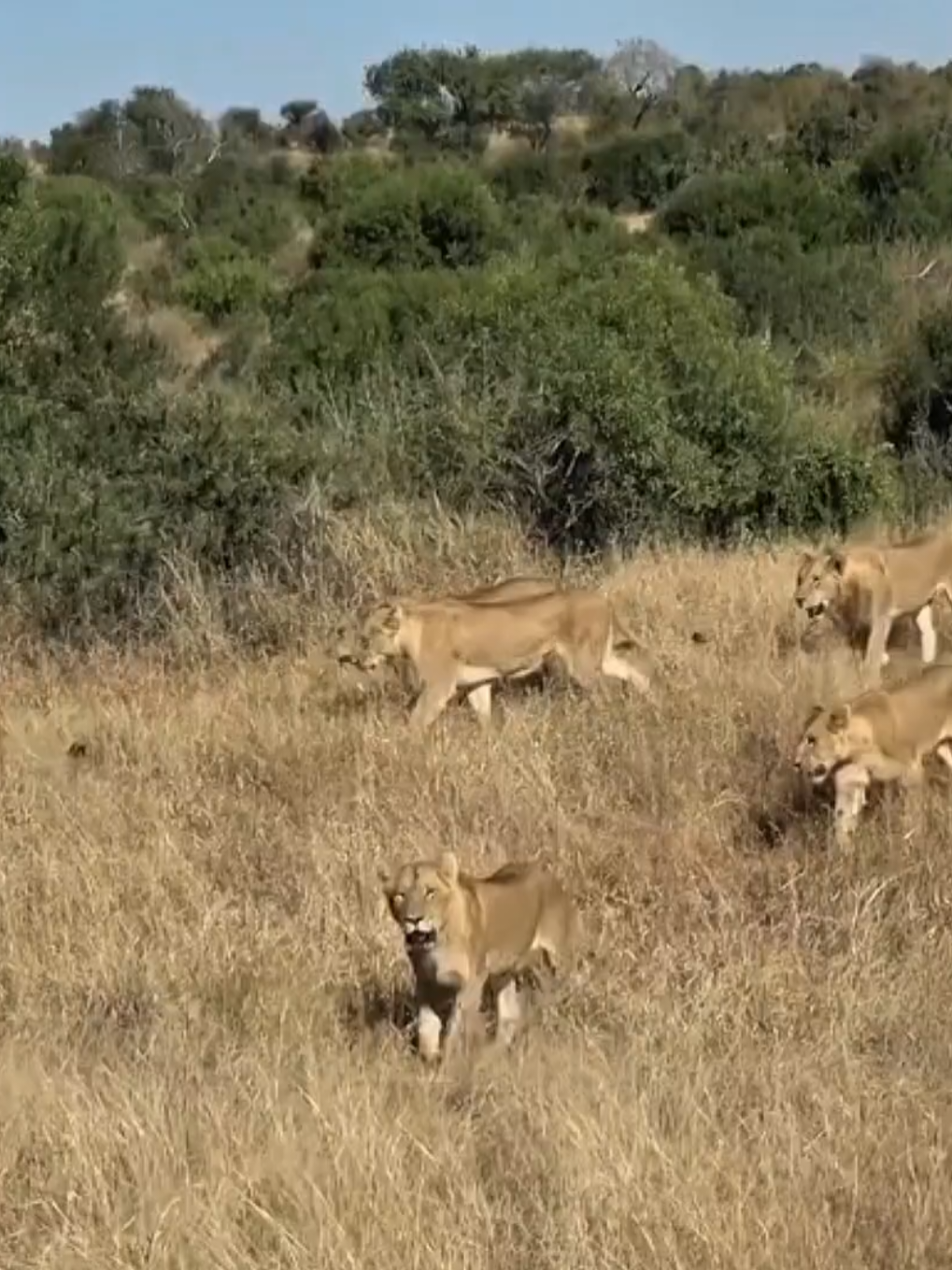 Lion Pride Invades Hyena Territory: Intense Wildlife Showdown for Survival #LionVsHyena #WildlifeBattle #SavannahSurvival #AnimalKingdom #PredatorShowdown #NatureDocumentary #HyenaAttack #LionPride #TerritoryBattle #WildlifeConflict #BigCats #AnimalFight #AfricanWildlife #NatureClash #SurvivalOfTheFittest