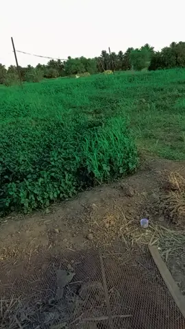 #متابعه #سودانيز_تيك_توك_مشاهير_السودانالشعب_الصيني_ماله_حل #🤍🥰🎁 