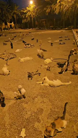 #اكسبلور 