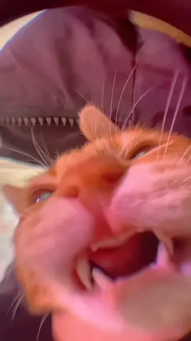 Funny  cat  master 