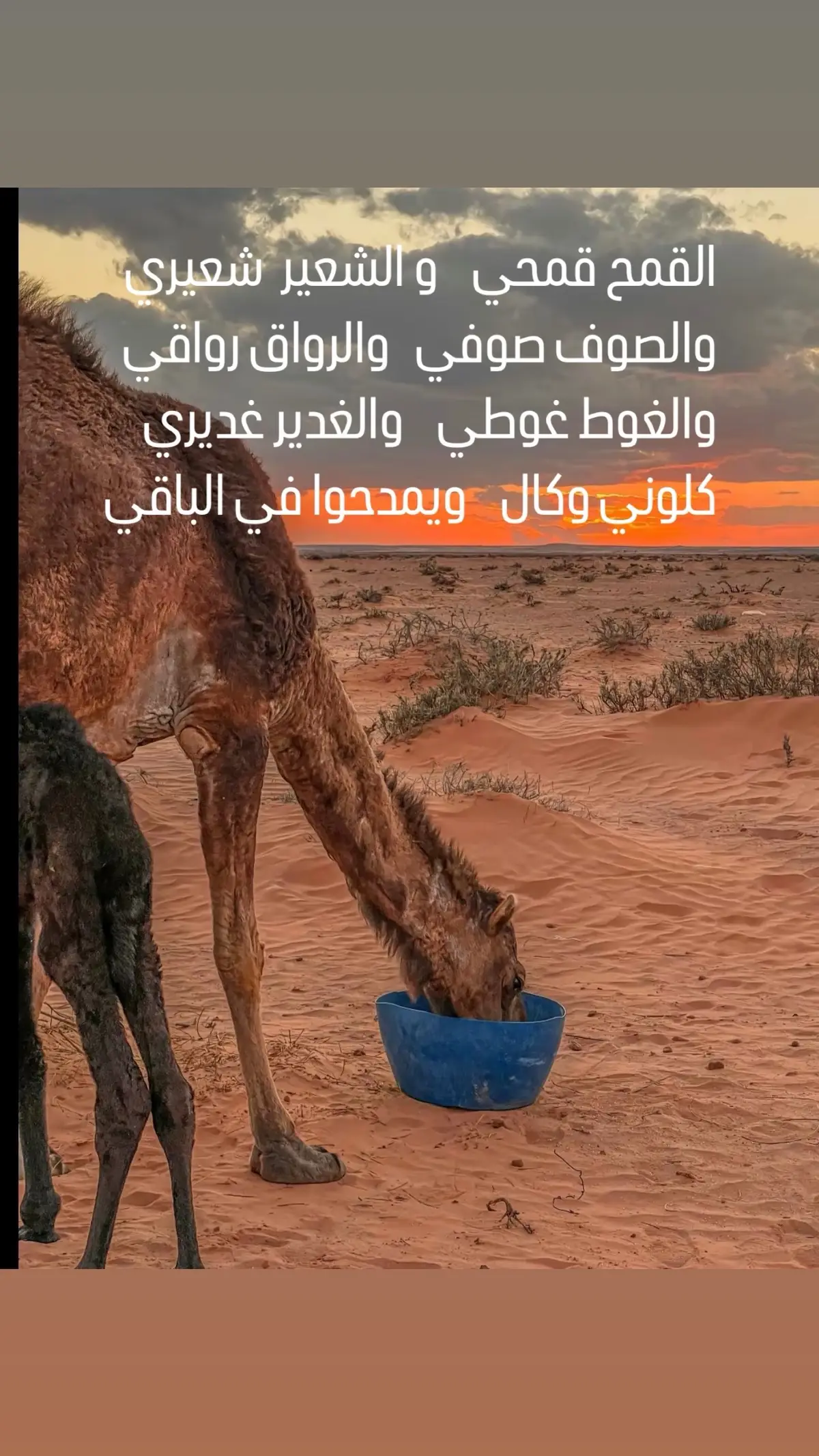 #شعر_ليبي #ع_الفاهق #هواجيس #اكسبلور #شتاوي_وغناوي_علم_ع_الفاهق❤🔥 #شعراء_وذواقين_الشعر_الشعبي #طبرق_ليبيا🇱🇾✈️ 