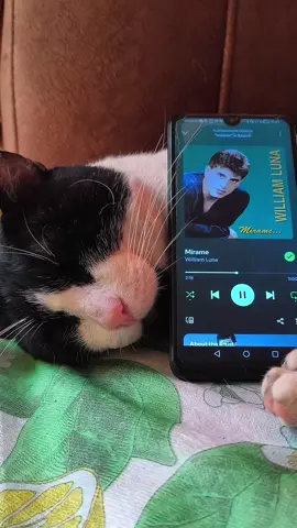mírame💔 #parati #williamlunaperú🇵🇪 #musicadelrecuerdo #gatostiktok #2000s #williamluna #cancionesparadedicar 