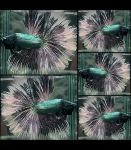 Cá anh đại ca. Fom siêu gấu. Siêu ngầu. Fom to cả chưởng😆