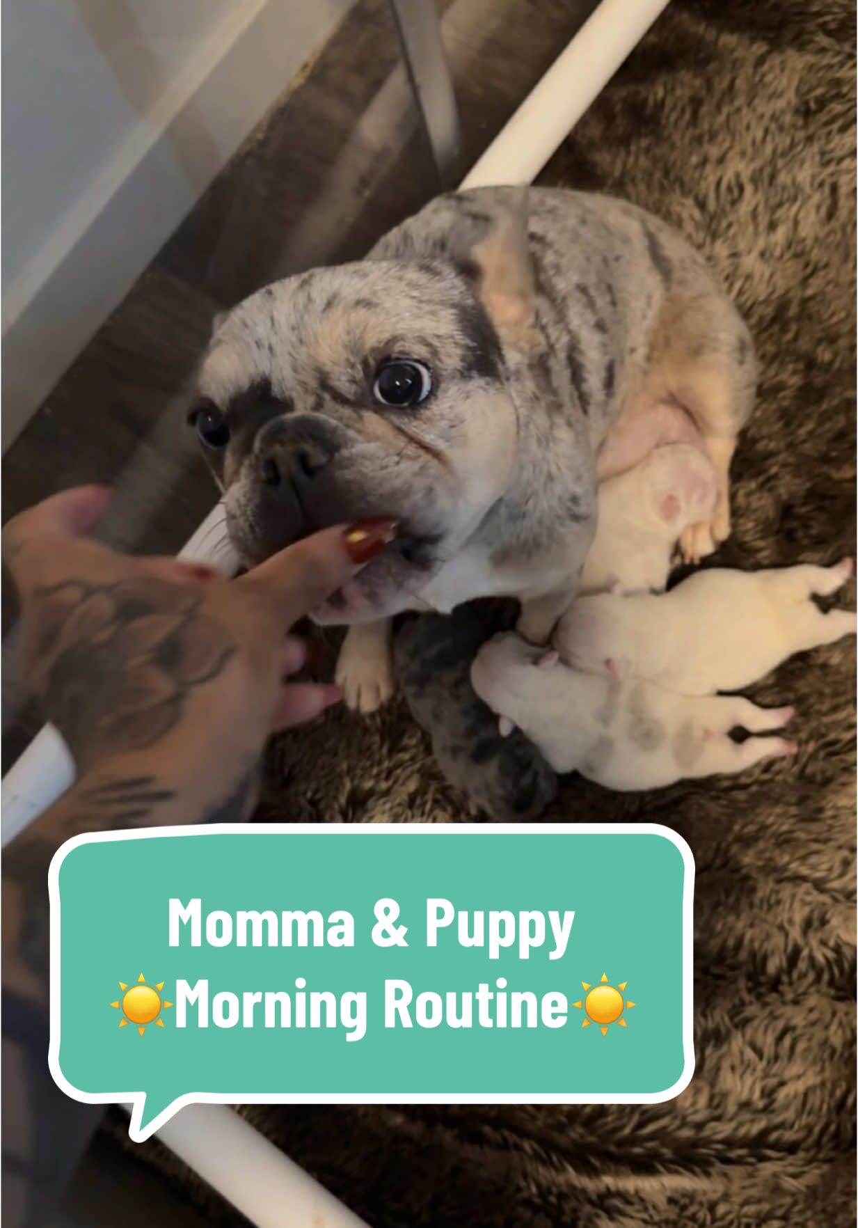 Momma & Puppy Morning Routine☀️ Hope you enjoy! I’m so happy to have puppies again 😝  #FrenchBulldog #Frenchie #FrenchBulldogPuppy #FrenchiePuppy #FluffyFrenchie #MorningRoutine #PuppyRoutine #DogRoutine