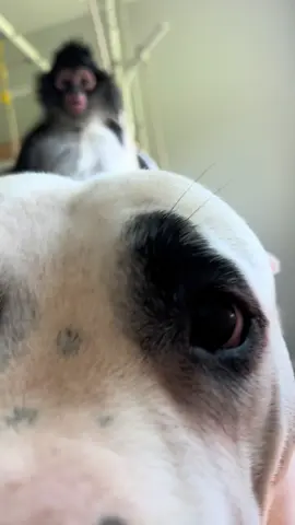 Yummy monkey feet 🤣  #dog #monkey #funny #animals #dogoargentino #play #fyp 