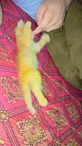 #MY beautiful cat #foryou #foryoupage #like