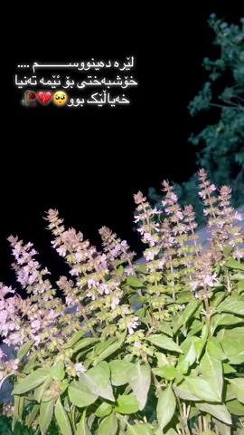 خۆشبختی تنها خیالێک بووو ❤️🫶