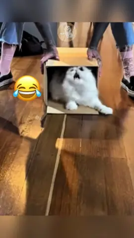 🔥🔥👉 @LOLittles 👈🔥🔥 @My Petsie @Adam & Elea @LOLittles @🐾Ricky 🐾 @𝐃𝐢𝐠𝐢𝐭𝐢𝐟𝐲𝐡𝐮𝐛   Mission Impawsible: Operation Cardboard Box #MyPetsie  ___________________________________________  Explore the Link in Our Bio for More Best Pets Toys & Supplies! 🛒🛍️  ___________________________________________    Follow @my.petsie  For More Daily Videos 🔥❤️  ___________________________________________  These cats take cardboard boxes very seriously 😹 Sneaking. Hiding. Plotting world domination from inside a cereal box. 🎬 Welcome to Mission Impawsible: Carton Edition 🕵️‍♂️🐱 Tag a friend who needs a secret hideout too! ⁣___________________________________________  Plz Dm for credit & removal 💬 ___________________________________________  Our social Media : 👇(contact on us Instagram    @my.petsie & @my.petsie1 & @mypetsie.store  ___________________________________________  #FunnyCats #CatReels #CatsInBoxes #MissionImpossibleCat   #CatMeme #CartonCats #SneakyCat #CatMeme #PetHumor #BoxObsessed #CatComedy #kittens #kitty #Kitten  #CatsDoingThings #CatsofInstagram #MeowMission #CuteAndFunny #PetReel #MyPetsie 