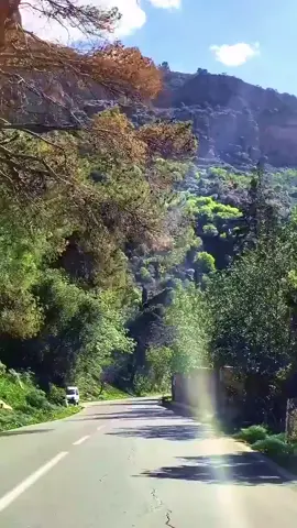 تلمسان  طريق الوريط  #طبيعة  #تلمسان  #غابات  #مناظر_طبيعيه  #خضراء_بإذن_الله  #الجزائر 