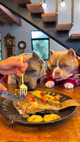 Tilápia Assada para Maori, Nuhri e Marê 🐾 meus #americanbullys  