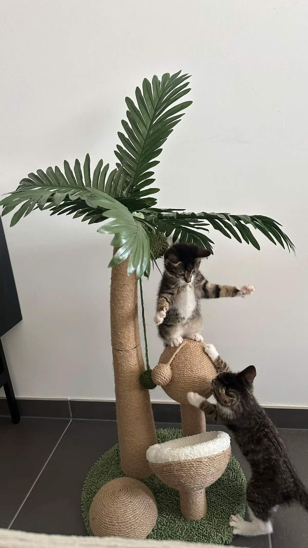 Mochi = her first casualty 💀#kittensoftiktok #kitten #fyp #explore #kittenlove #catmom #mochiandsuki #kittenchaos 