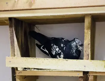 #explore #explorepage #fyp #fypシ゚viral #viraltiktok #pigeon #pigeonlovers #viralvideo #trending 
