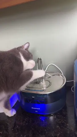 Water fountain for pets #cat #catsoftiktok #catlover #waterfountainforcats #waterfountain #automaticwaterer #waterfountainfordogs #dog #dogsoftiktok #stainlesssteel #automaticwaterfountain 