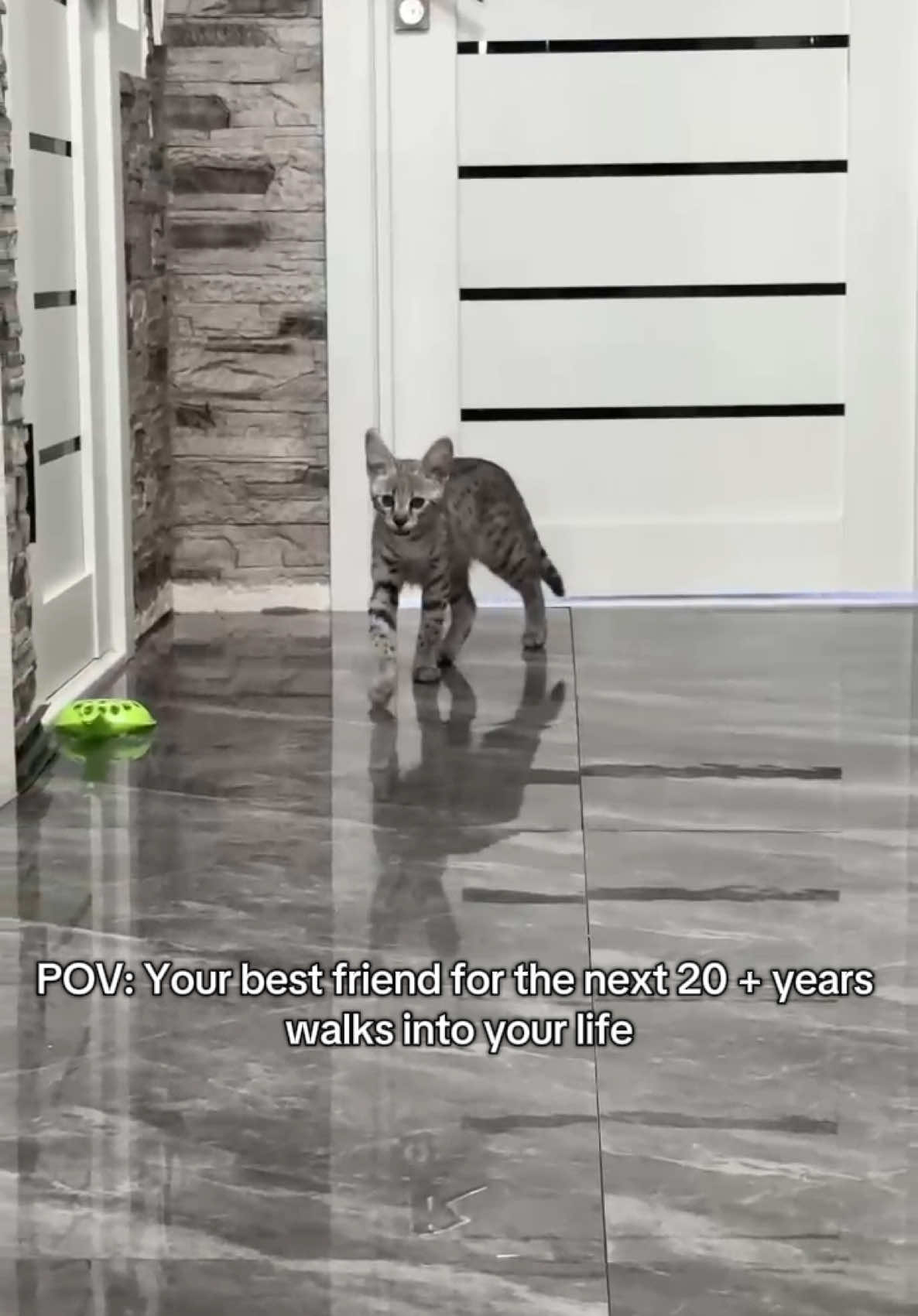 Its crazy how they change our lives forever🥹 #savannahcat 