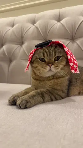 مياو بن قحطاني 😂
َ
َ
َ #fyp #اكسبلورexplore #foryou #catlover #قطط #قطط_لطيفة #catsoftiktok 