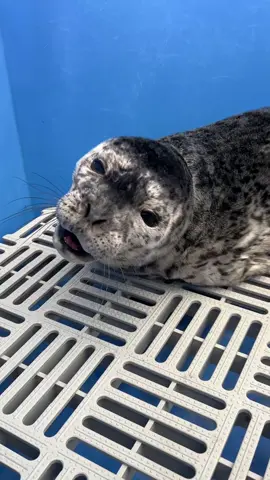 Meet Truffles!  #rescuerehabrelease #marinemammalrescue #truffles #sealpup #cutebabyanimals 