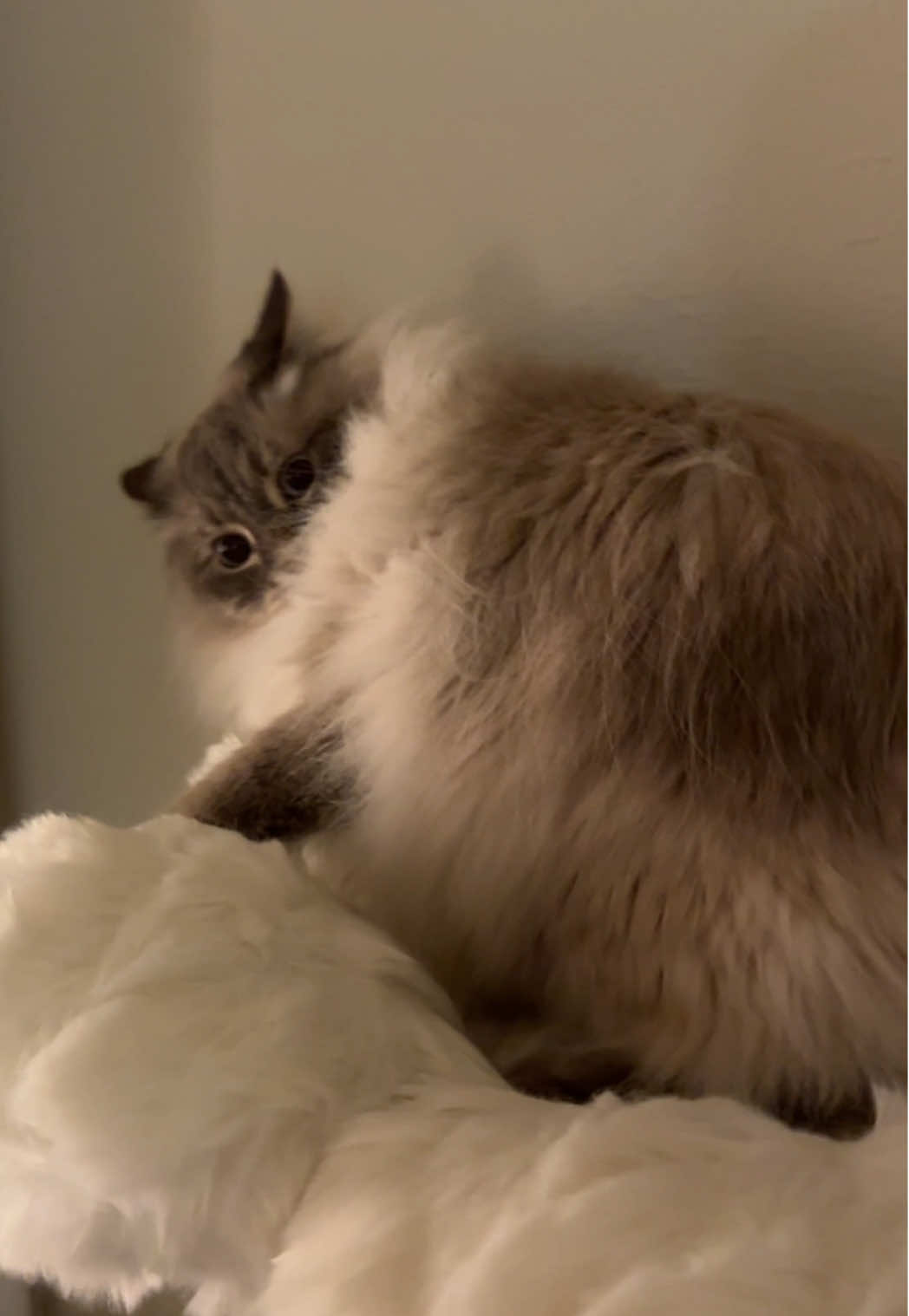 I love whatever is wrong with him #fyp #viral #siberiancat #cat #foryou #zoomies #catsoftiktok 