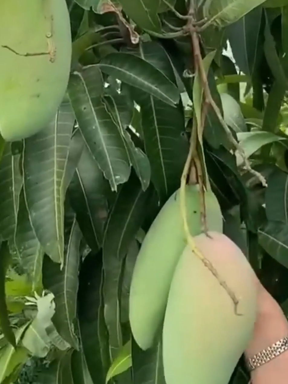 BAJA KHAS UNTUK POKOK MANGGA, TIDAK PERLU TABUR BANYAK TETAPI KERAP, PASTIKAN TANAH LEMBAB. #mangga #baja #pertanian #gengkebun #bajamangga 