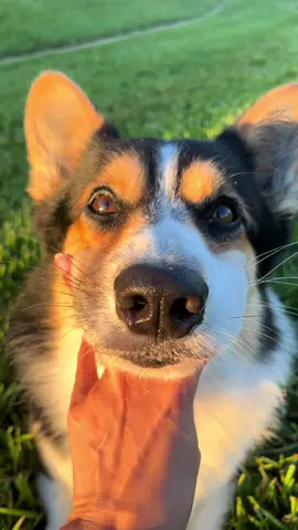 Some cuteness for the day #corgi #cardiganwelshcorgi #cutedog #Love #dogsoftiktok 