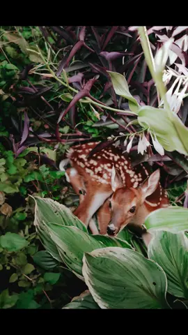 Few things prettier than a fawn. 🍵✨🪉🪽🦌 #fyp #fawn #babygirl #cute #baby 