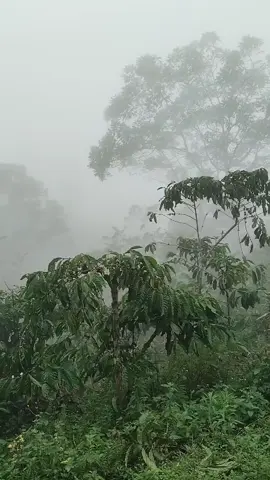 berkebun kawe ni lah sejak nenek moyang dikde mikir nak rege makmane.. mahal alhamdulillah dikde pule mahal alhamdulillah..  #kawe #kopi #kebunkopi #petani #petanimuda #semende #petanisemende 