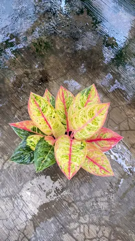 Ag. Cathrine r2  Minat dm #aglaonemaindonesia #aglaonema #aglaonemakoleksi #aglaonemajakarta #aglaonemalovers ##fypシ゚viral #fyppppppppppppppppppppppp 
