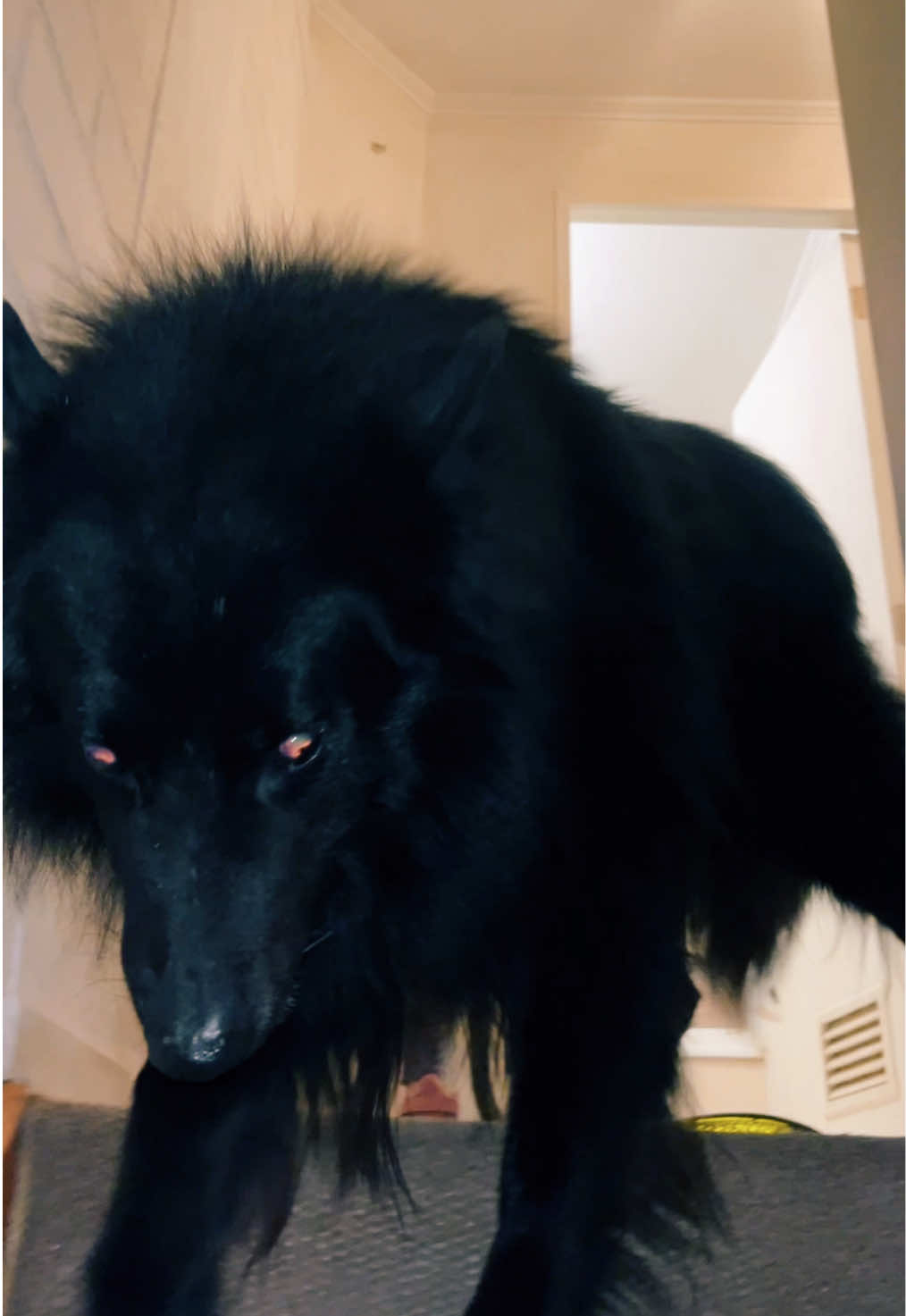 Drako y Antonella #pastorbelga #groenendael #foryour #pyp #paratiiiiiiiiiiiiiiiiiiiiiiiiiiiiiii 