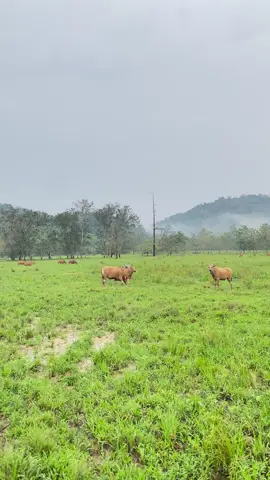 ngak bisa bahasa inggris 😁 #juragankampung #peternaksapiindonesia #perternakmuda #fypシ゚ 