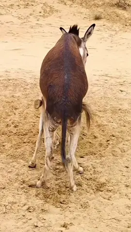 #pakistani 🥕🥕🥕🥒🥒🥒🥒🍌🍌🍌