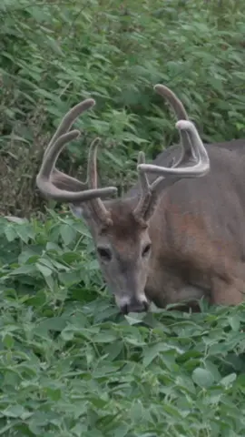 Anybody love Giant 8’s 😏 #Outdoors #bigbucks #bigdeer #deer #lovethegrind #velvetbuck #wildlife 