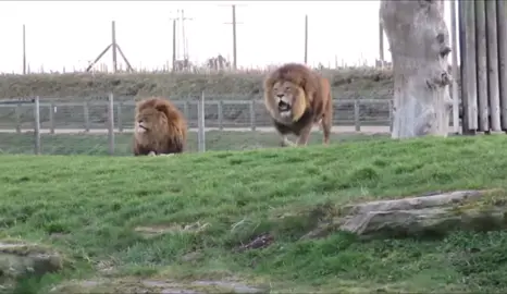 PENN STATE LIKED AND REPOSTED!! || nittany lion roar! #pennstate #pennstateuniversity #pennstatenittanylions #weare #psu #nittanylion #fypシ #fypシ゚viral #repost #pennstatefootball #pennstateuniversity #football @Penn State University @Penn State Football @GoPSUsports 